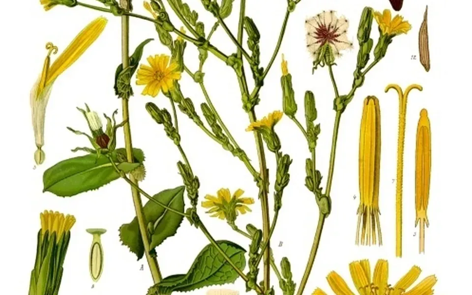 Laitue, photographie de la plante