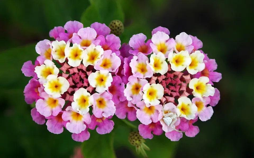 Lantana, photographie de la plante