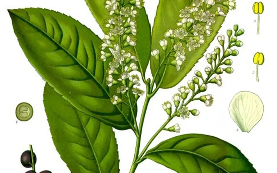Laurier-cerise, au jardin