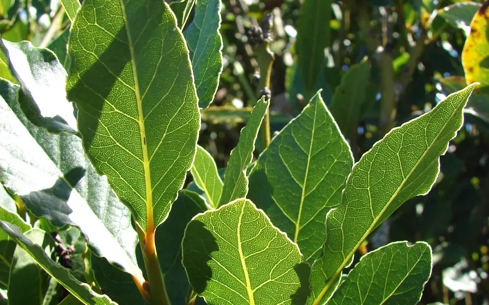 Laurier-sauce, photographie de la plante
