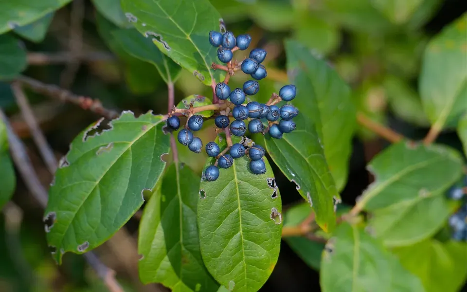 Laurier-tin, photographie de la plante