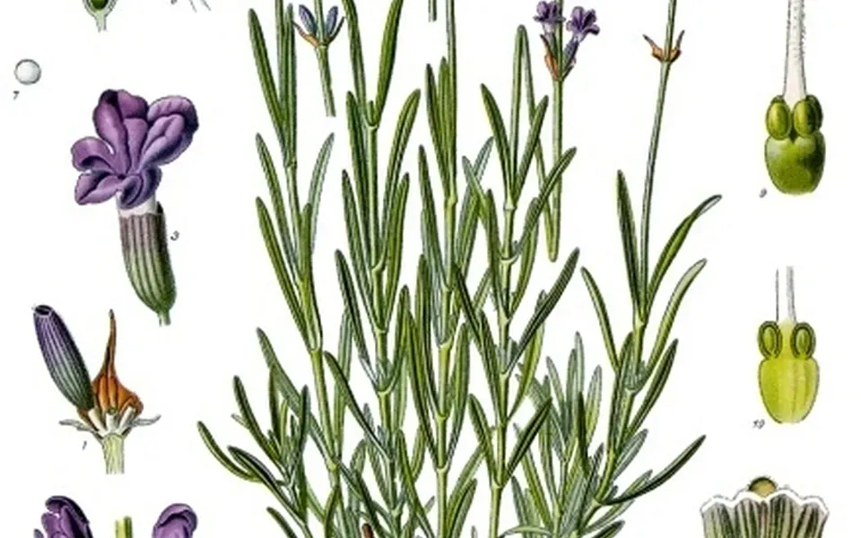 Lavande, photographie de la plante