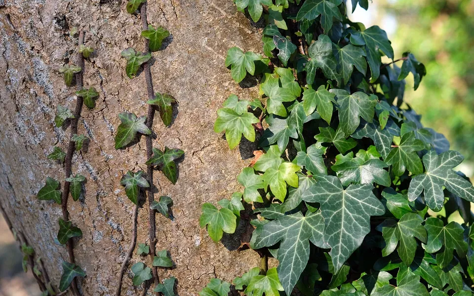Lierre, photographie de la plante