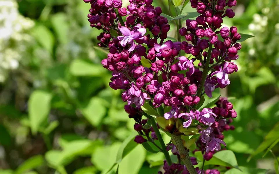 Lilas, au jardin