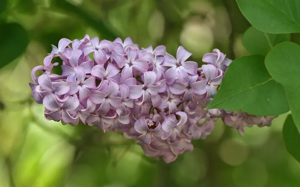Lilas, photographie de la plante