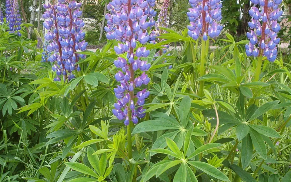 Lupin, photographie de la plante