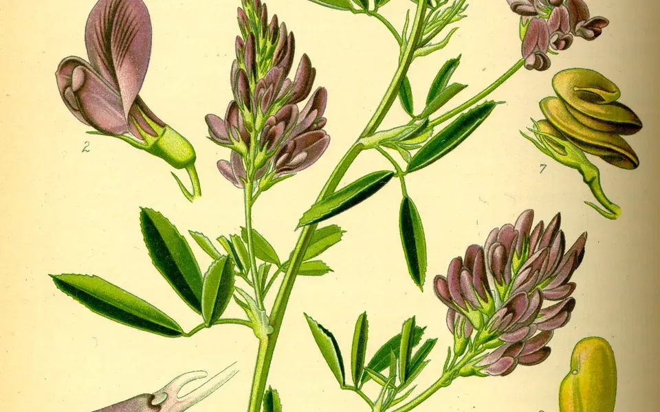 Luzerne, photographie de la plante