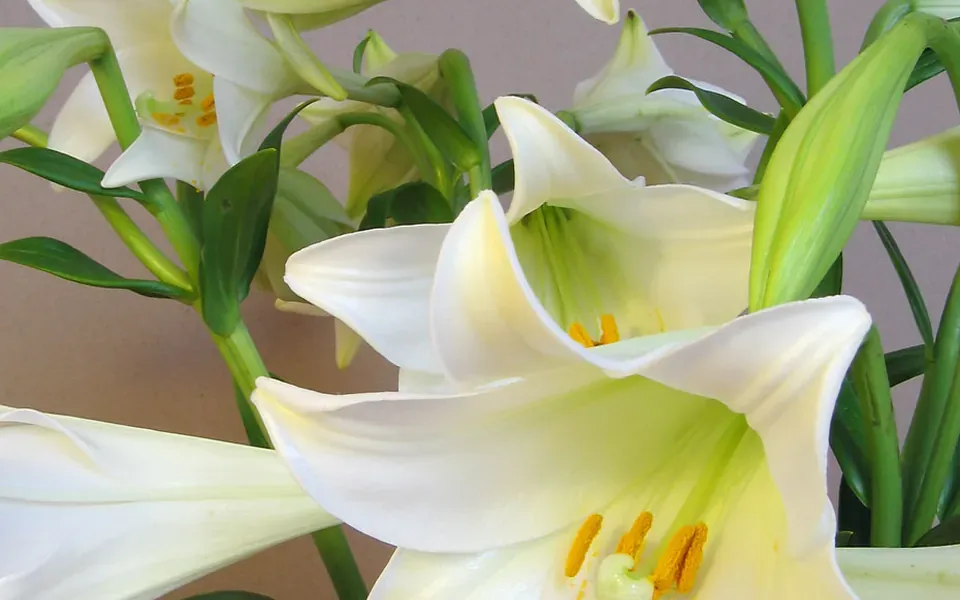Lys, au jardin