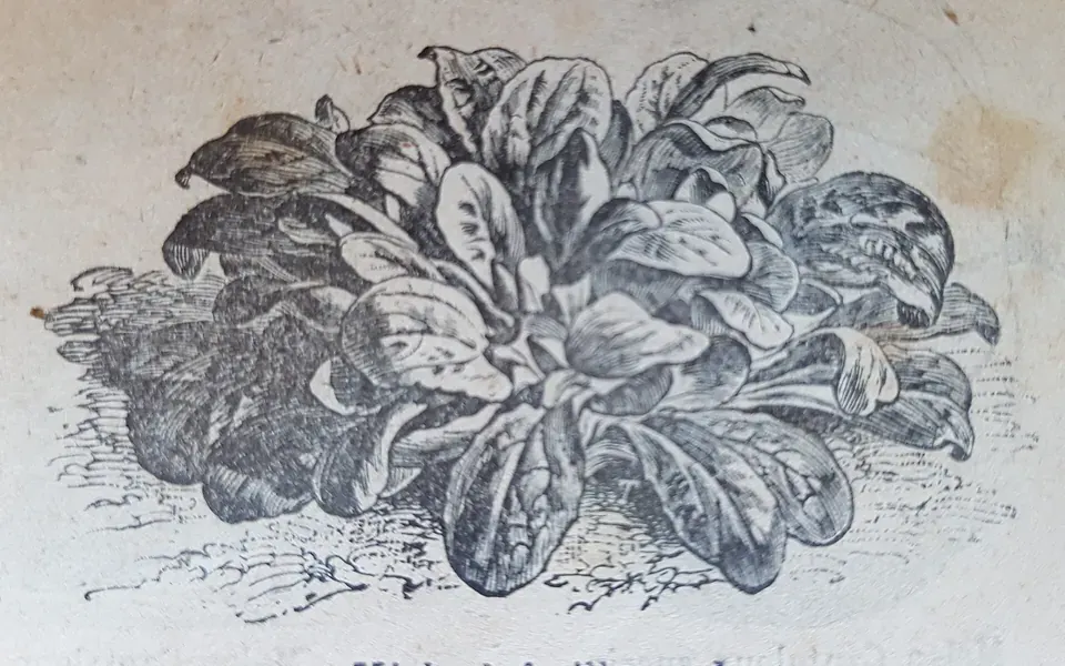 Mâche, au jardin