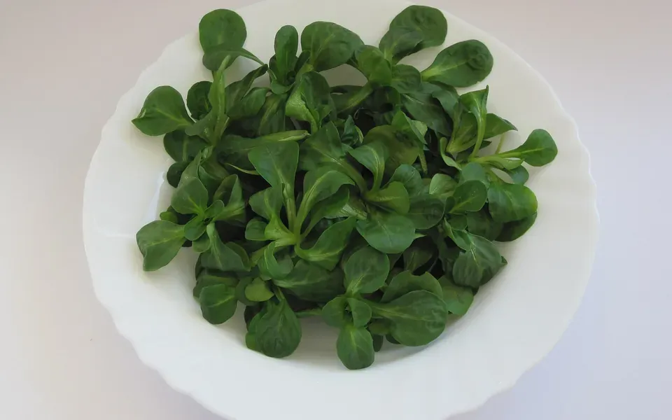 Mâche, photographie de la plante