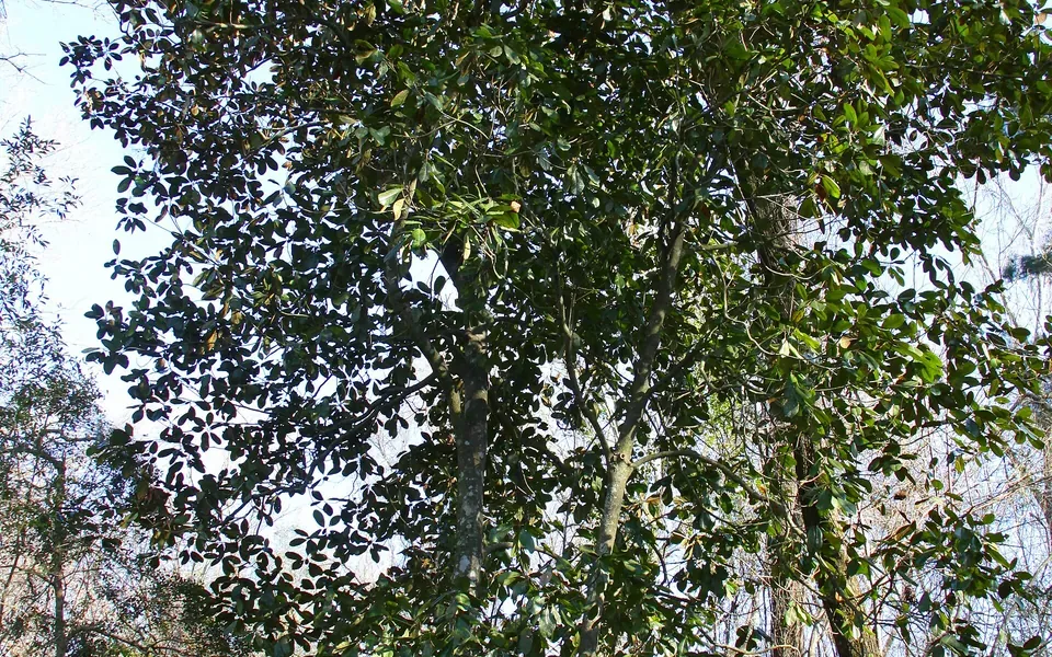Magnolia grandiflora, photographie
