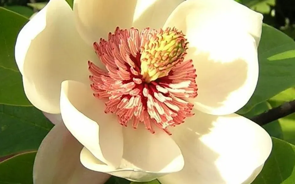 Magnolia, photographie de la plante