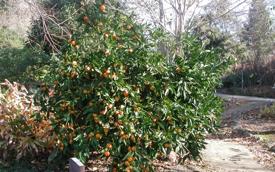 Mandarinier, photographie de la plante