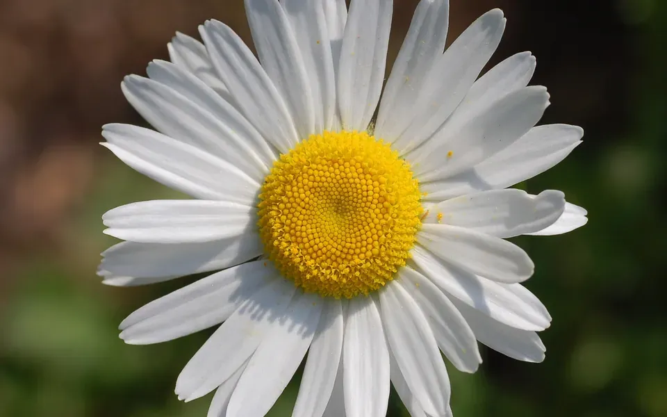 Marguerite, photographie de la plante