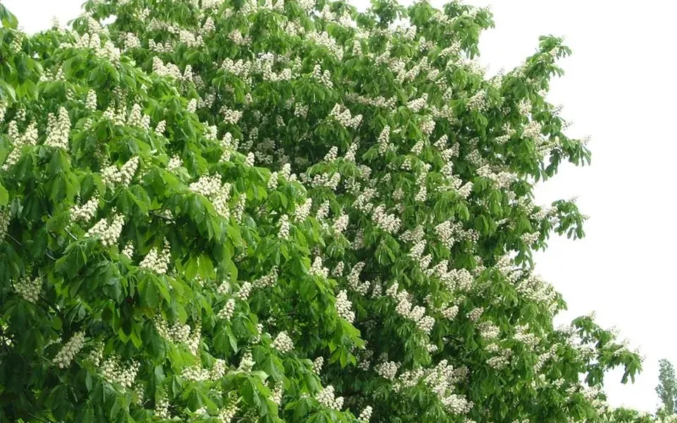 Marronnier, photographie de la plante