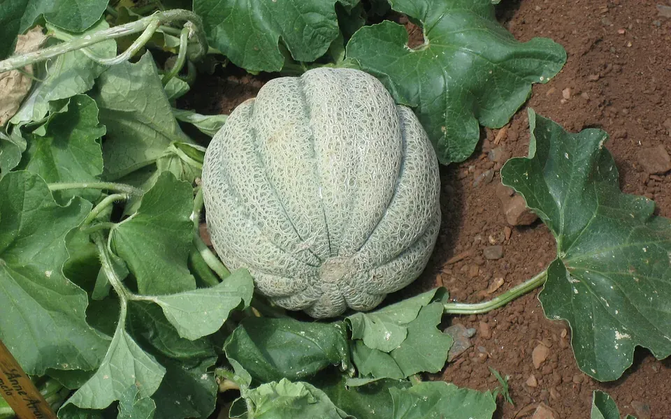 Melon, photographie de la plante