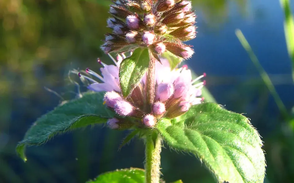 Menthe, photographie de la plante