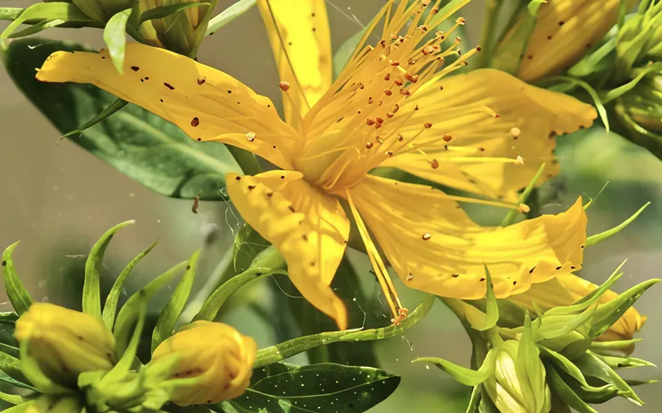Millepertuis, photographie de la plante