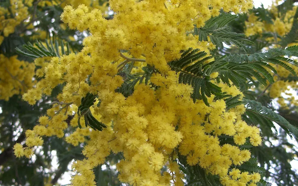 Mimosa, photographie de la plante