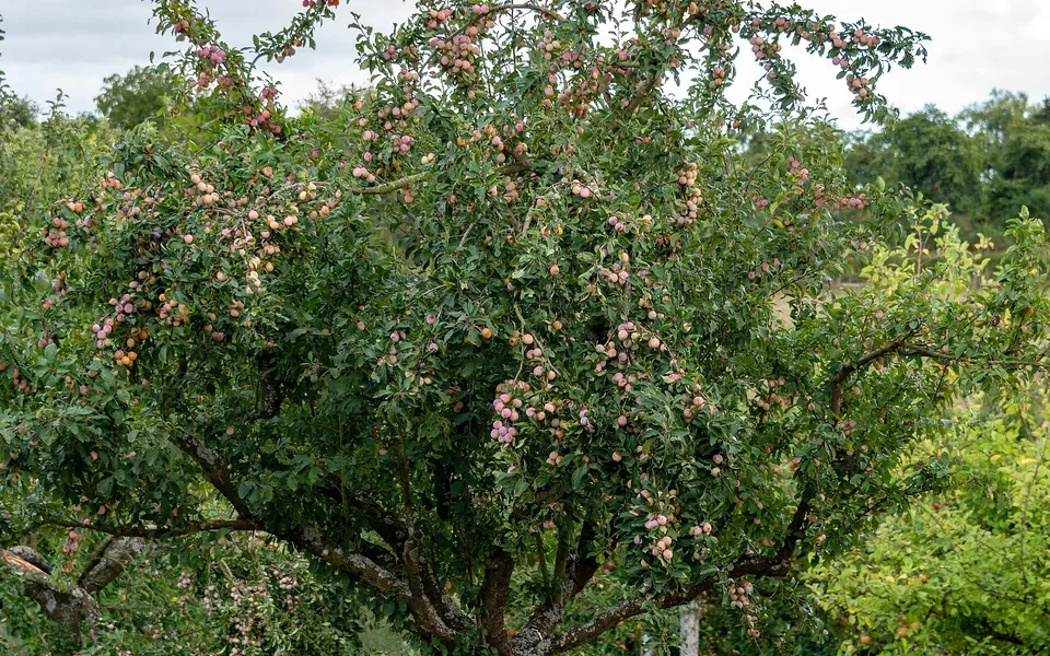 Mirabellier, photographie de la plante