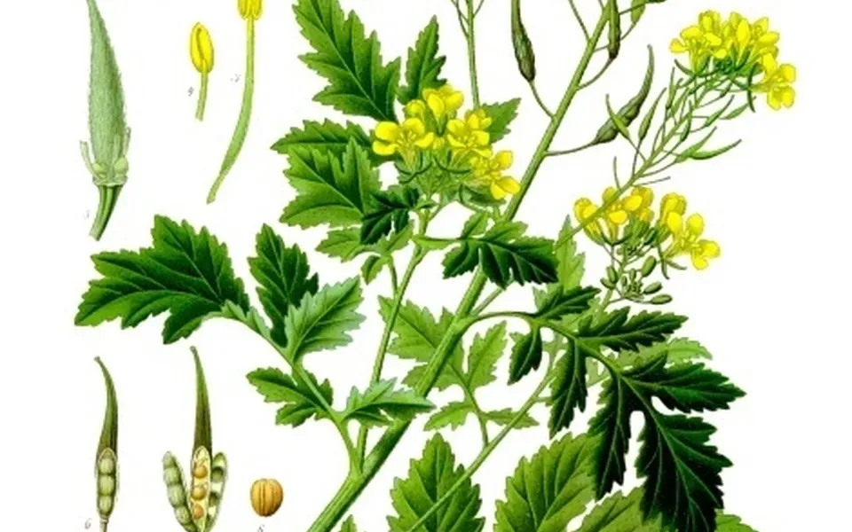 Moutarde, photographie de la plante