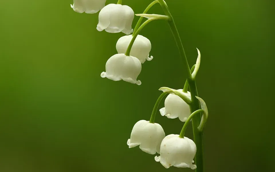 Muguet, photographie de la plante