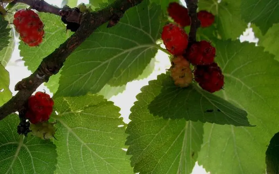 Mûrier, au jardin