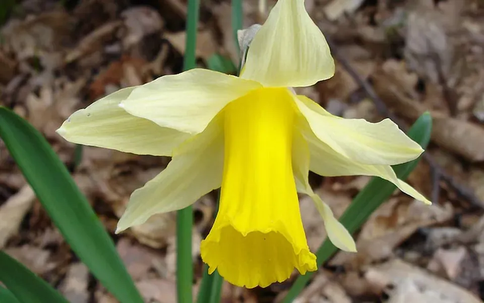 Narcisse, photographie de la plante