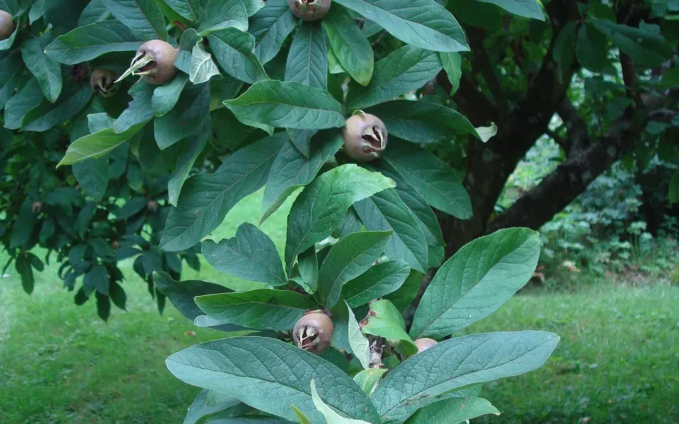 Néflier, photographie de la plante