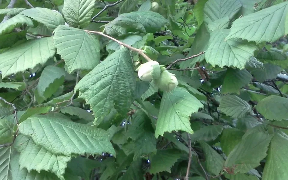 Noisetier, photographie de la plante