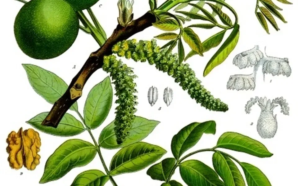 Noyer, photographie de la plante