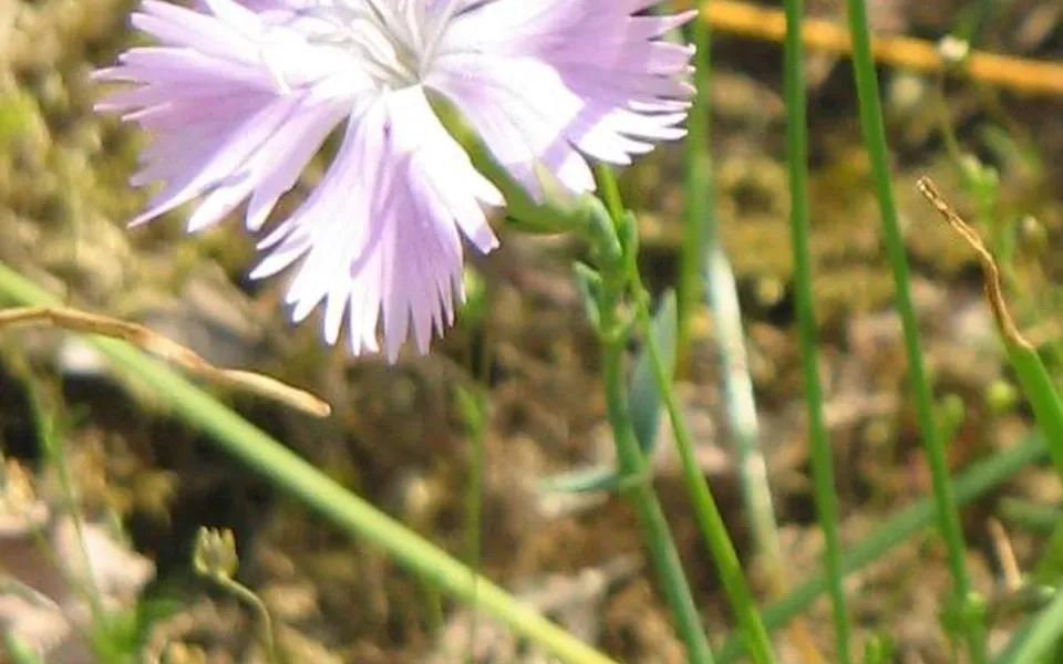 Oeillet, au jardin