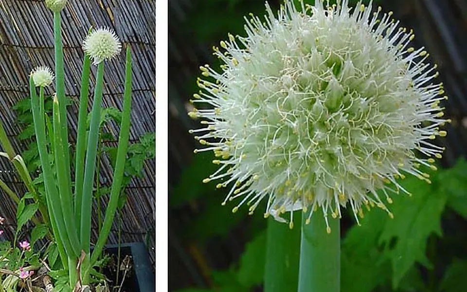 Oignon, au jardin