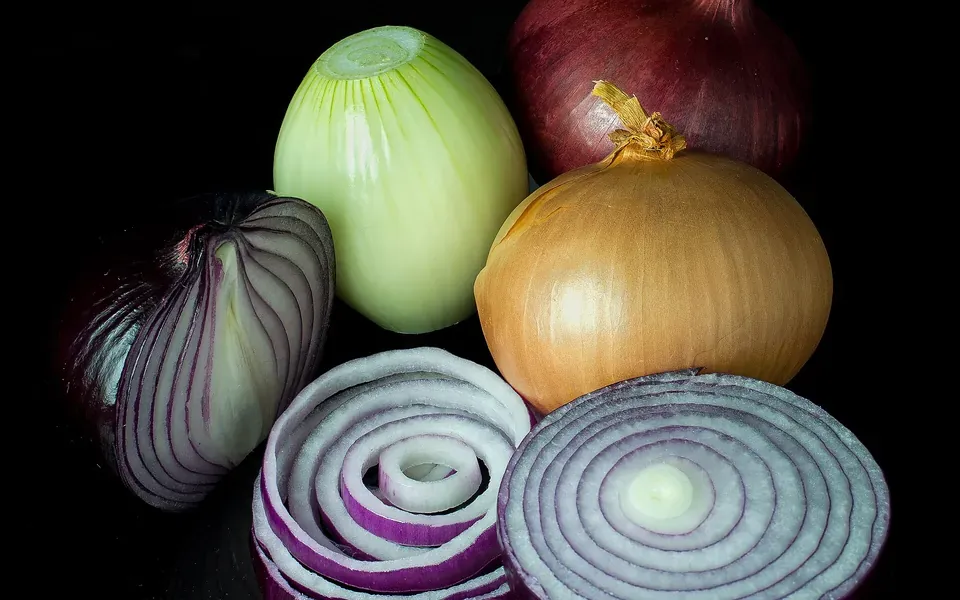Oignon, photographie de la plante