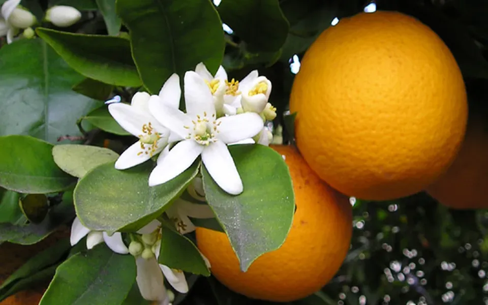 Oranger, photographie de la plante