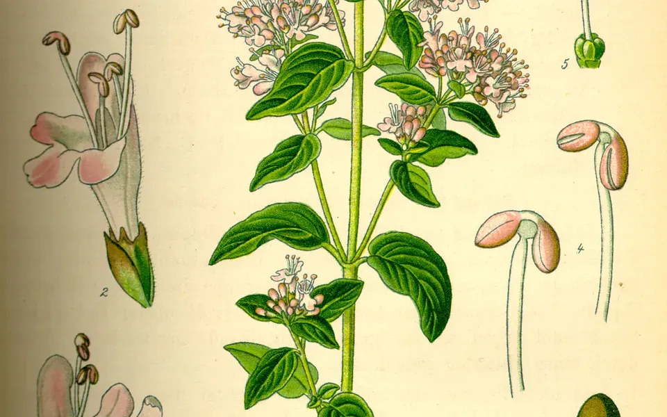 Origan, photographie de la plante