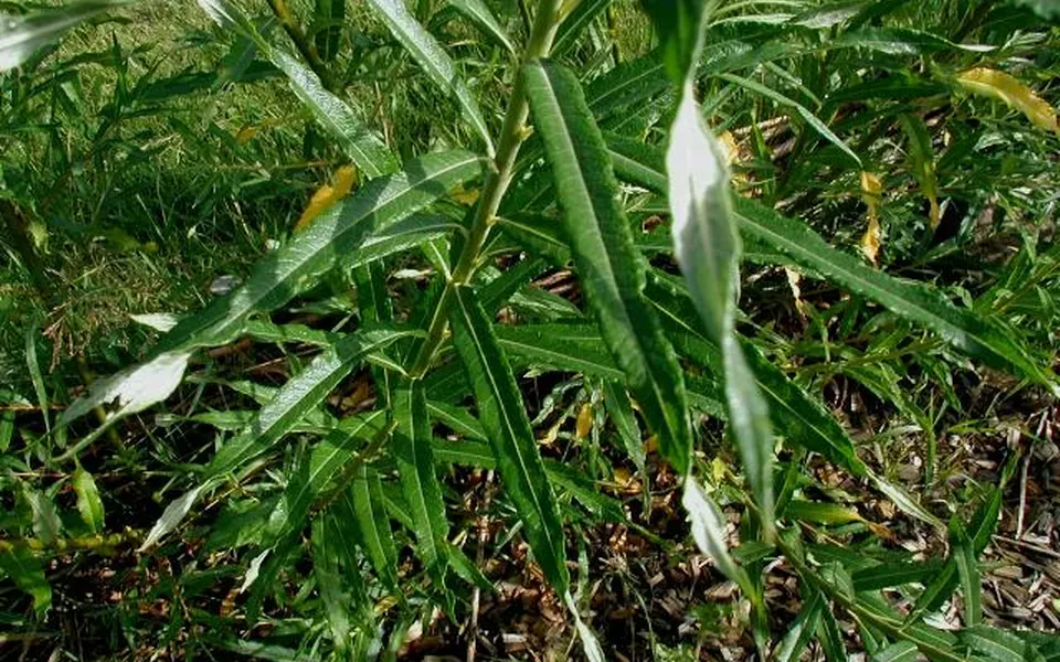 Osier, photographie de la plante