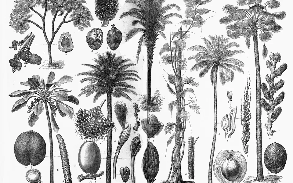 Palmier, au jardin