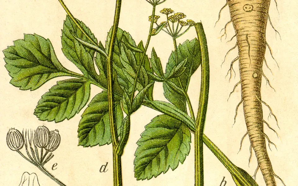 Panais, photographie de la plante