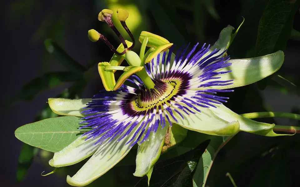 Passiflore, photographie de la plante