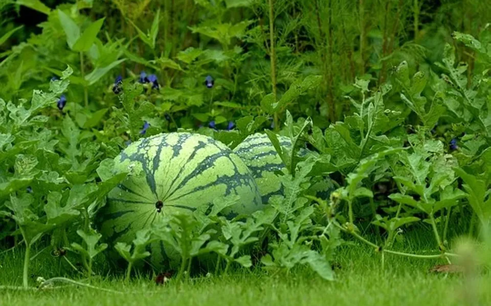 Pastèque, photographie de la plante