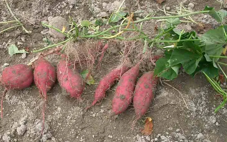 Patate douce, photographie