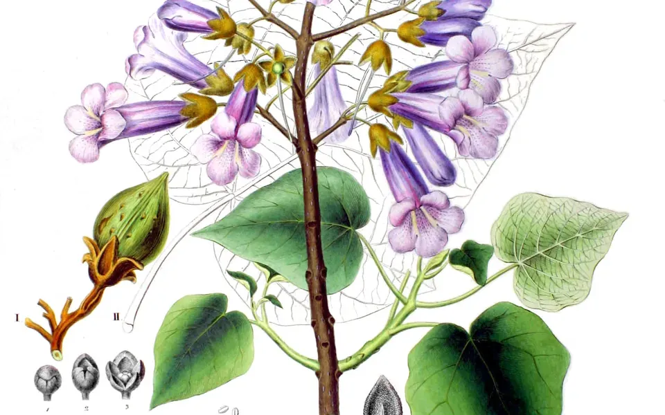 Paulownia, photographie de la plante