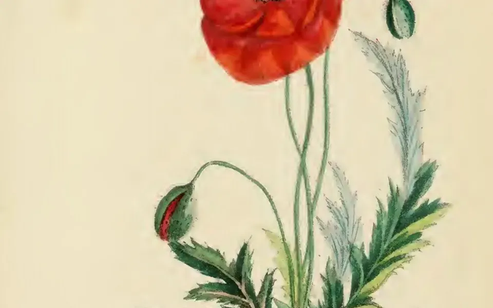 Pavot, au jardin