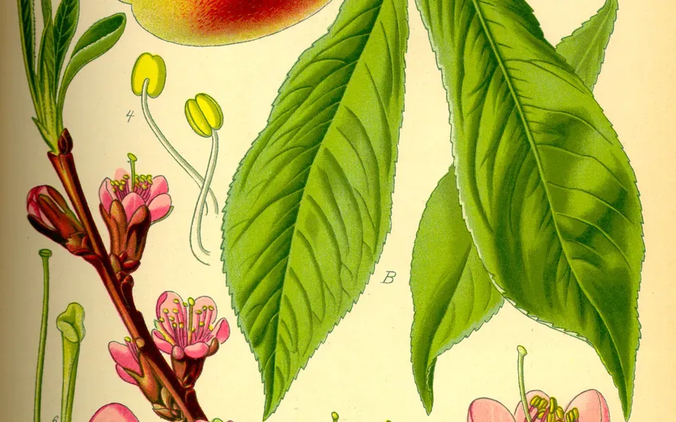 Pêcher, au jardin
