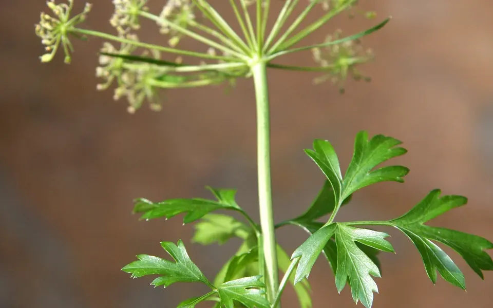 Persil, photographie de la plante