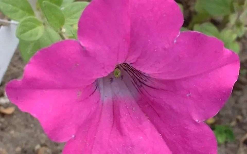 Pétunia, photographie de la plante