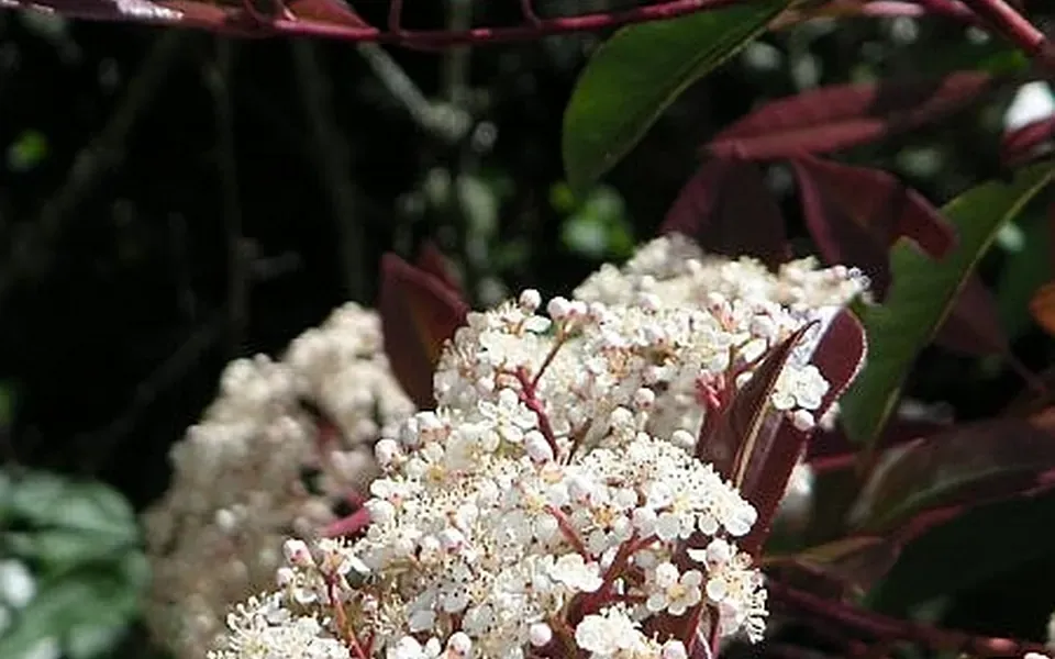 Photinia, au jardin