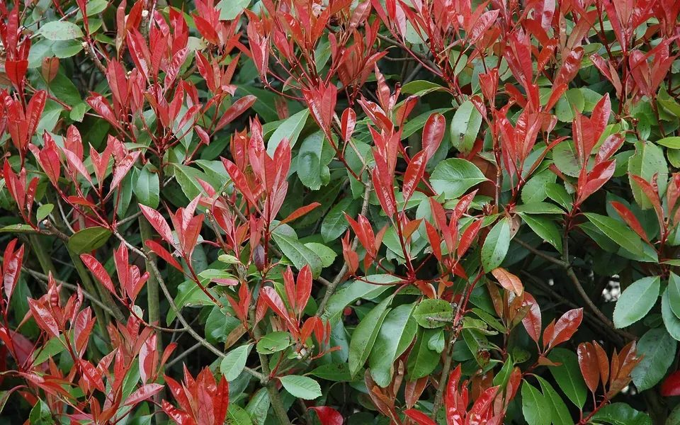 Photinia, photographie de la plante