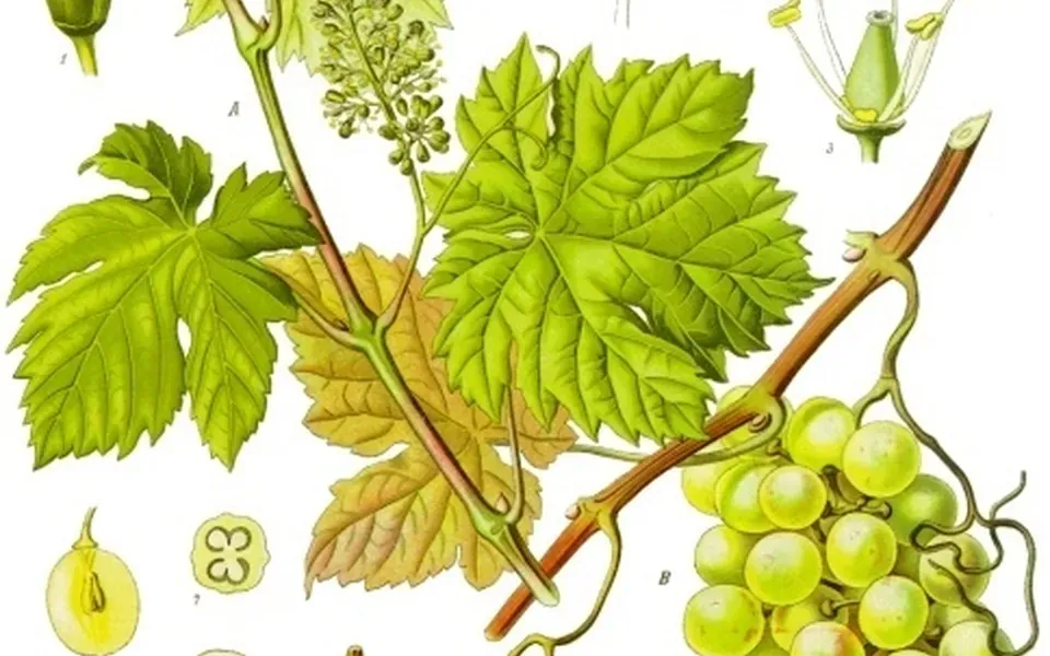 Pied de vigne et ses grappes